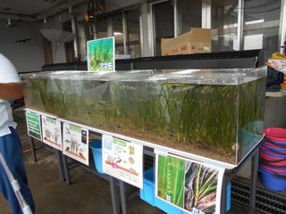 アマモ水槽.jpg