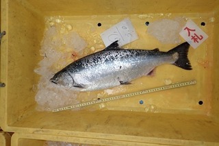 P4301841-2.jpg