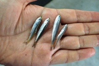 P6211898-2.jpg