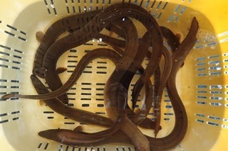 P7162015-2.jpg